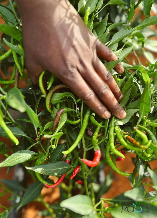 Comment conserver les piments Jalapeños : astuces et méthodes
